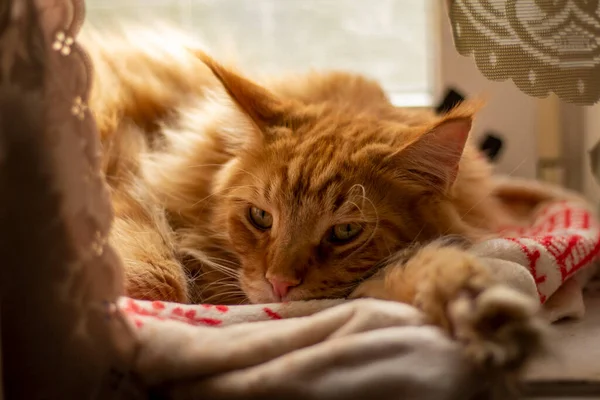 Rote Maine Coon Katze Namens Archibald Ruht Auf Der Fensterbank — Stockfoto