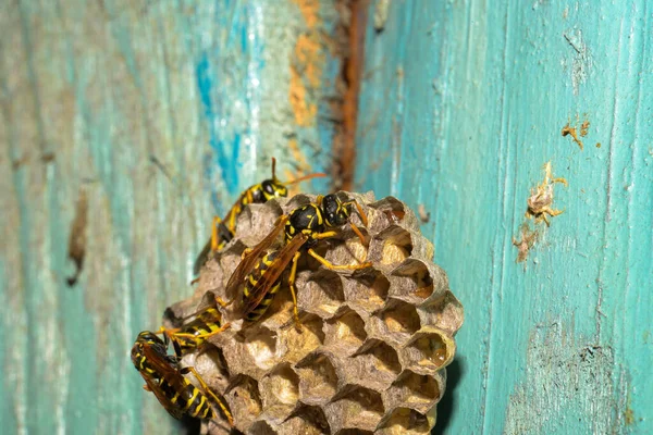 乌克兰哈尔科夫 一个木门上有黄蜂的黄蜂蜂窝 — 图库照片