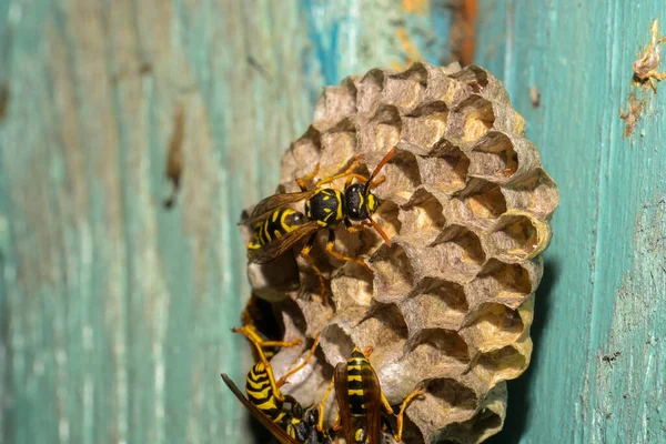 Wasp Kupa Med Getingar Trädörr Kharkiv Ukraina — Stockfoto