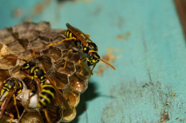 Ahşap kapısında eşek arısı kovanı, Harkiv, Ukrayna