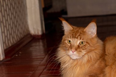 Zencefilli Maine Rakun 'un portresi, adı Archibald, Harkiv, Ukrayna