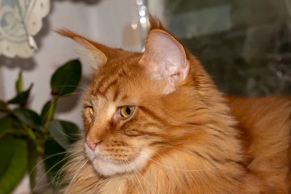 Porträt Einer Ingwer Maine Coon Katze Namens Archibald Kharkiv Ukraine — Stockfoto