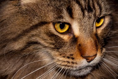 Gri bir Maine Rakunu 'nun portresi Fedor, Harkiv, Ukrayna