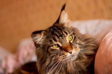 Gri bir Maine Rakunu 'nun portresi Fedor, Harkiv, Ukrayna