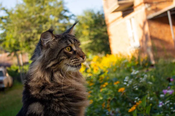 Retrato Gato Maine Coon Gris Llamado Fedor Kharkiv Ucrania — Foto de Stock