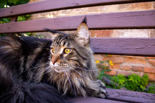 Porträt Einer Grauen Maine Coon Katze Namens Fedor Charkiw Ukraine — Stockfoto