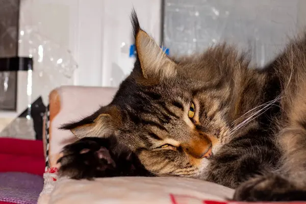 Retrato Gato Maine Coon Gris Llamado Fedor Kharkiv Ucrania —  Fotos de Stock