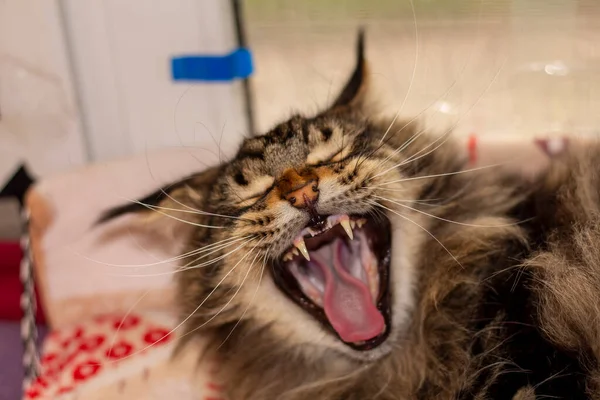 Porträtt Grå Maine Coon Katt Vid Namn Fedor Kharkiv Ukraina — Stockfoto