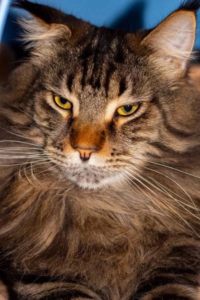 Retrato Gato Maine Coon Cinza Chamado Fedor Kharkiv Ucrânia — Fotografia de Stock