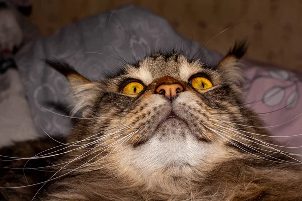 우크라이나 하르키우 페도르라는 이름의 회색메인 고양이의 — 스톡 사진