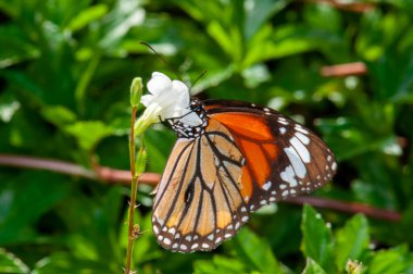 Danaus genutia ya da Common Tiger bir çiçeğin üzerinde oturur, Harkiv, Ukrayna