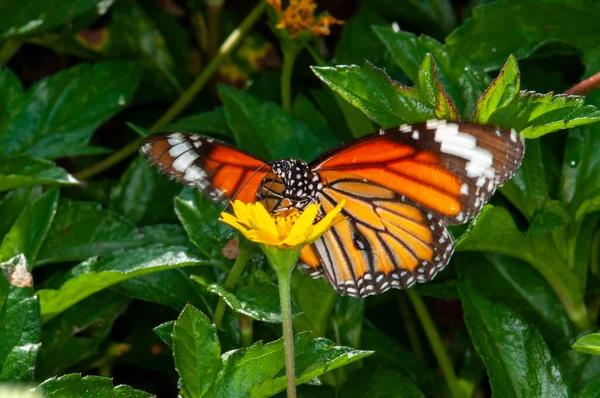 Danaus Genutia Common Tiger Sits Flower Kharkiv Ukraine — Stock Photo, Image