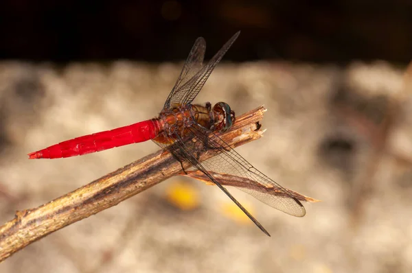 Orthetrum Testaceum Crimson Dropwing Orange Skimmer Сидит Филиале Харьков Украина — стоковое фото