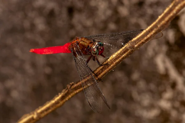 Orthetrum Testaceum Crimson Dropwing Orange Skimmer Fica Ramo Kharkiv Ucrânia — Fotografia de Stock