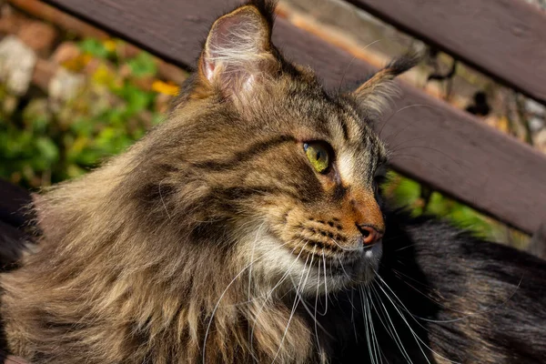 Retrato Gato Maine Coon Gris Llamado Fedor Kharkiv Ucrania — Foto de Stock