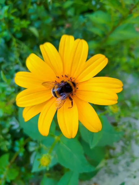 Bumblebee Collects Pollen Flower Zmiev Ukraine — Stock Photo, Image