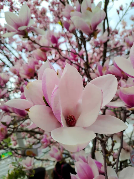 Magnolia Floreciente Centro Jarkov Ucrania — Foto de Stock