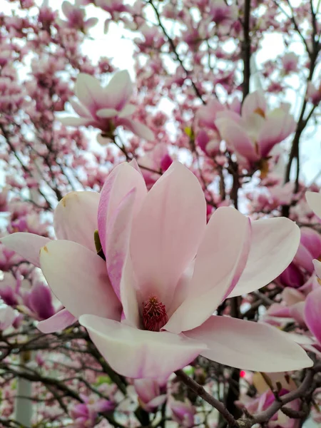 Kwitnąca Magnolia Centrum Charkowa Ukraina — Zdjęcie stockowe