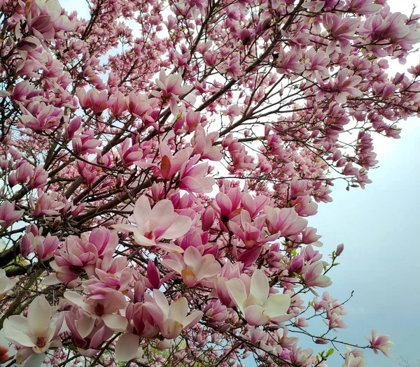 Magnolia Fiore Nel Centro Kharkov Ucraina — Foto Stock