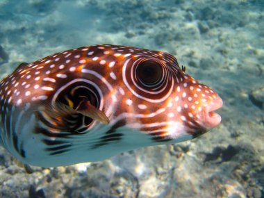 Kızıl Deniz 'in mercan kayalıklarında dikenli arotron, Sharm El-Sheikh, Mısır