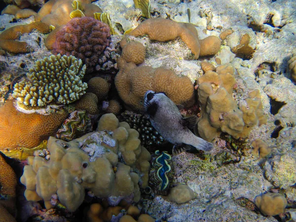 Maskerad Blåsfisk Röda Havets Korallrev Sharm Sheikh Egypten — Stockfoto