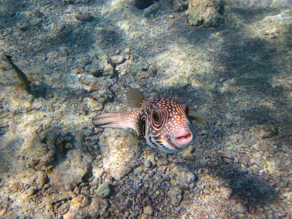 Arotron Épineux Dans Récif Corallien Mer Rouge Sharm Sheikh Egypte — Photo