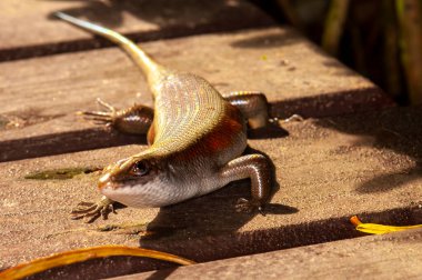 Eutropis multifasciata, yaygın olarak Doğu Hint kahverengi mabuyası, çok çizgili güneş lekesi, çok çizgili cilt, yaygın güneş lekesi ya da (belirsiz bir şekilde) altın maymunun bir türüdür. Tahta bir köprüde poz vermek. Phuket, Tayland