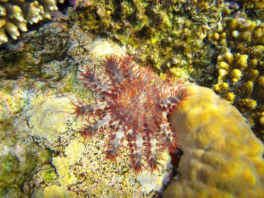 Kızıldeniz 'in altındaki bir mercan resifinde (denizyıldızı tacı) ya da dikenli taç (Acanthaster)