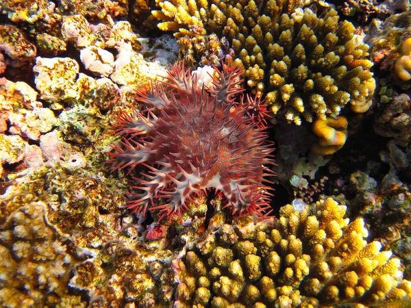 Acanthaster Crown Thorns Starfish Coral Reef Bottom Red Sea Egypt — Stock Photo, Image