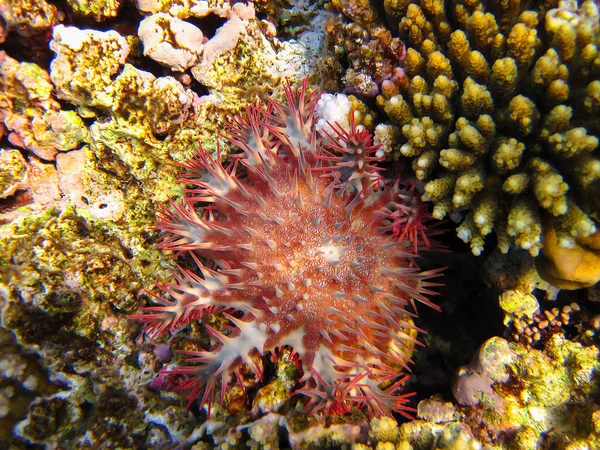 Kızıldeniz Altındaki Bir Mercan Resifinde Denizyıldızı Tacı Dikenli Taç Acanthaster — Stok fotoğraf