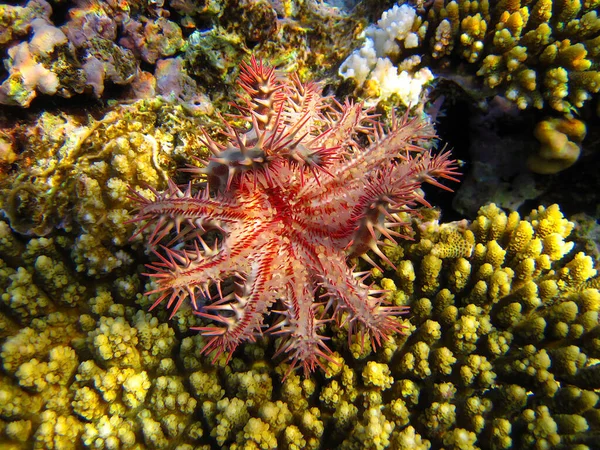 Acanthaster Coroa Espinhos Estrela Mar Recife Coral Fundo Mar Vermelho — Fotografia de Stock