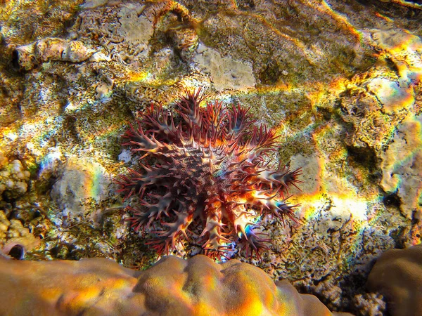 Acanthaster Oder Dornenkrone Seesterne Einem Korallenriff Grund Des Roten Meeres — Stockfoto