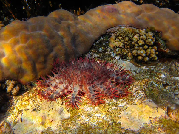 Acanthaster Coroa Espinhos Estrela Mar Recife Coral Fundo Mar Vermelho — Fotografia de Stock