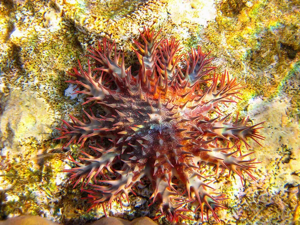 Acanthaster Oder Dornenkrone Seesterne Einem Korallenriff Grund Des Roten Meeres — Stockfoto