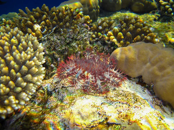 エジプト紅海の底にあるサンゴ礁の中のトーン ヒトデ のアカンタスターまたはクラウン — ストック写真