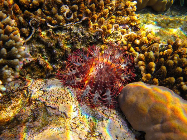 Acanthaster Coroa Espinhos Estrela Mar Recife Coral Fundo Mar Vermelho — Fotografia de Stock