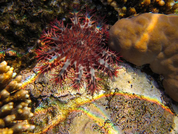 埃及红海海底珊瑚礁中的海星或刺冠 — 图库照片