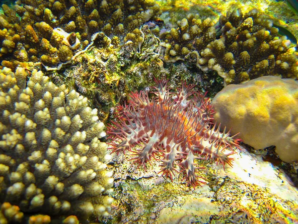 エジプト紅海の底にあるサンゴ礁の中のトーン ヒトデ のアカンタスターまたはクラウン — ストック写真