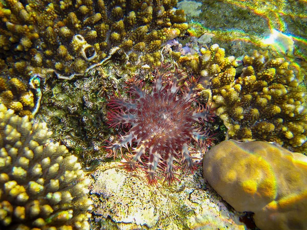 Acanthaster Coroa Espinhos Estrela Mar Recife Coral Fundo Mar Vermelho — Fotografia de Stock