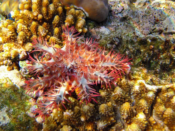 埃及红海海底珊瑚礁中的海星或刺冠 — 图库照片