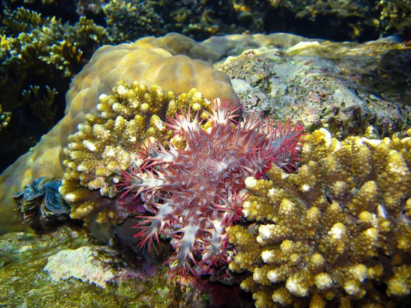 Acanthaster Oder Dornenkrone Seesterne Einem Korallenriff Grund Des Roten Meeres — Stockfoto