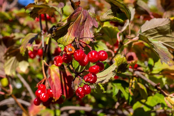 Vibrnum Pulus Kalina Rojo Calle Otoño Kharkov Ucrania — Foto de Stock