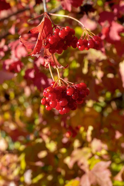 Vibrnum Pulus Kalina Rojo Calle Otoño Kharkov Ucrania — Foto de Stock