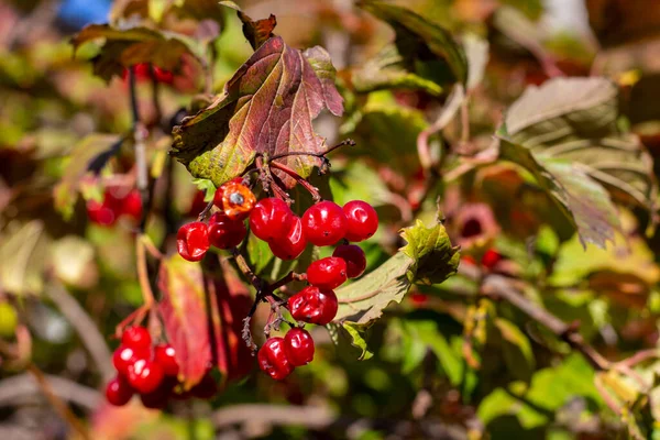 Vibrnum Pulus Kalina Rojo Calle Otoño Kharkov Ucrania — Foto de Stock