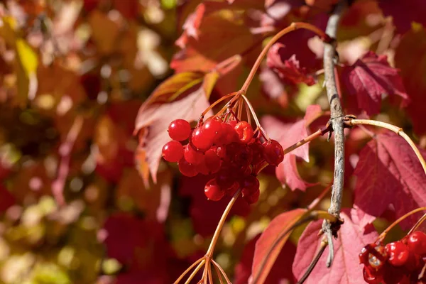 Vibrnum Pulus Oder Kalina Rot Auf Der Herbststraße Von Charkow — Stockfoto
