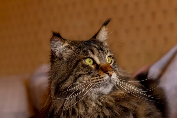 Fedor portresi adında bir Rakun kedisi. Harkov, Ukrayna