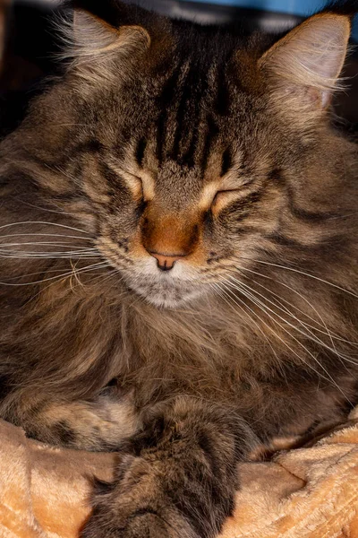 Γάτος Του Μέιν Ρακούν Ονόματι Φέντορ Kharkov Ουκρανία — Φωτογραφία Αρχείου