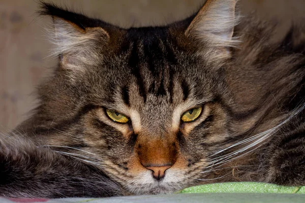 Maine Coon Katt Vid Namn Fedor Porträtt Kharkov Ukraina — Stockfoto