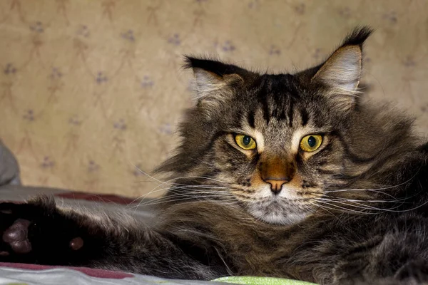 Maine Coon Gato Llamado Fedor Retrato Jarkov Ucrania —  Fotos de Stock