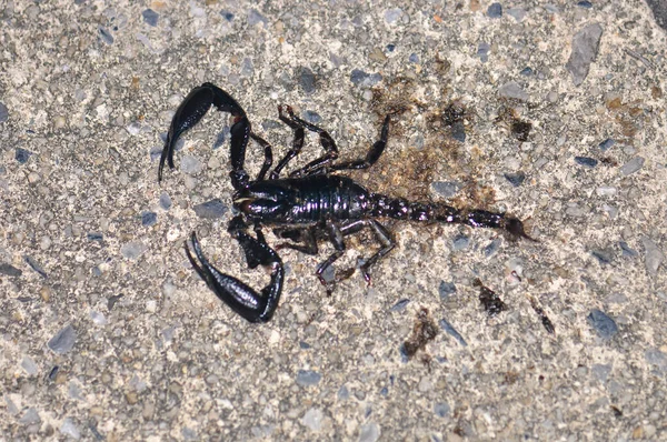 Skorpion Czarny Gnieciony Drodze Phuket Tajlandia — Zdjęcie stockowe